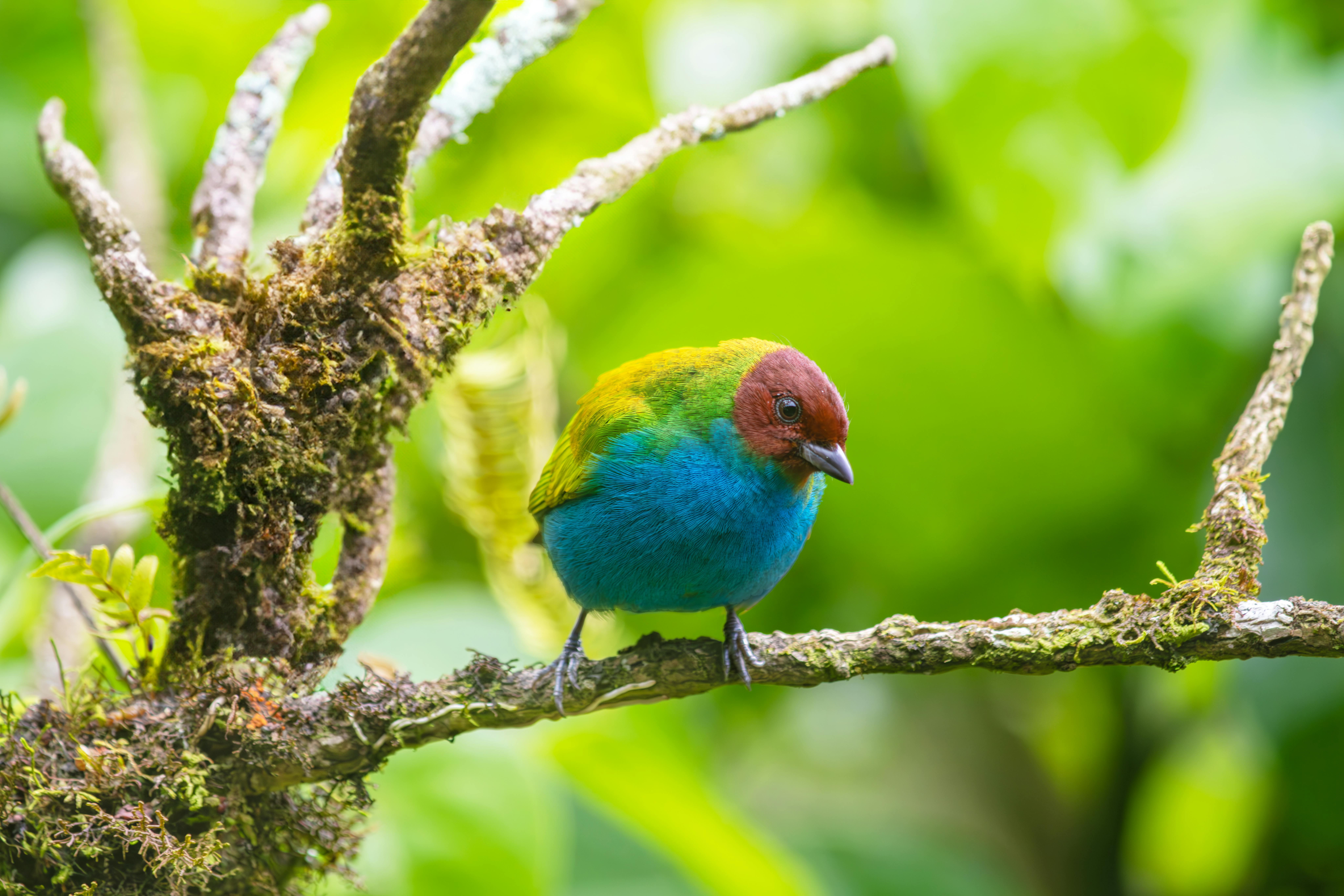 Guía de Avistamiento de Aves en el Quindío: Lo que Todo Amante de la Naturaleza Debe Saber